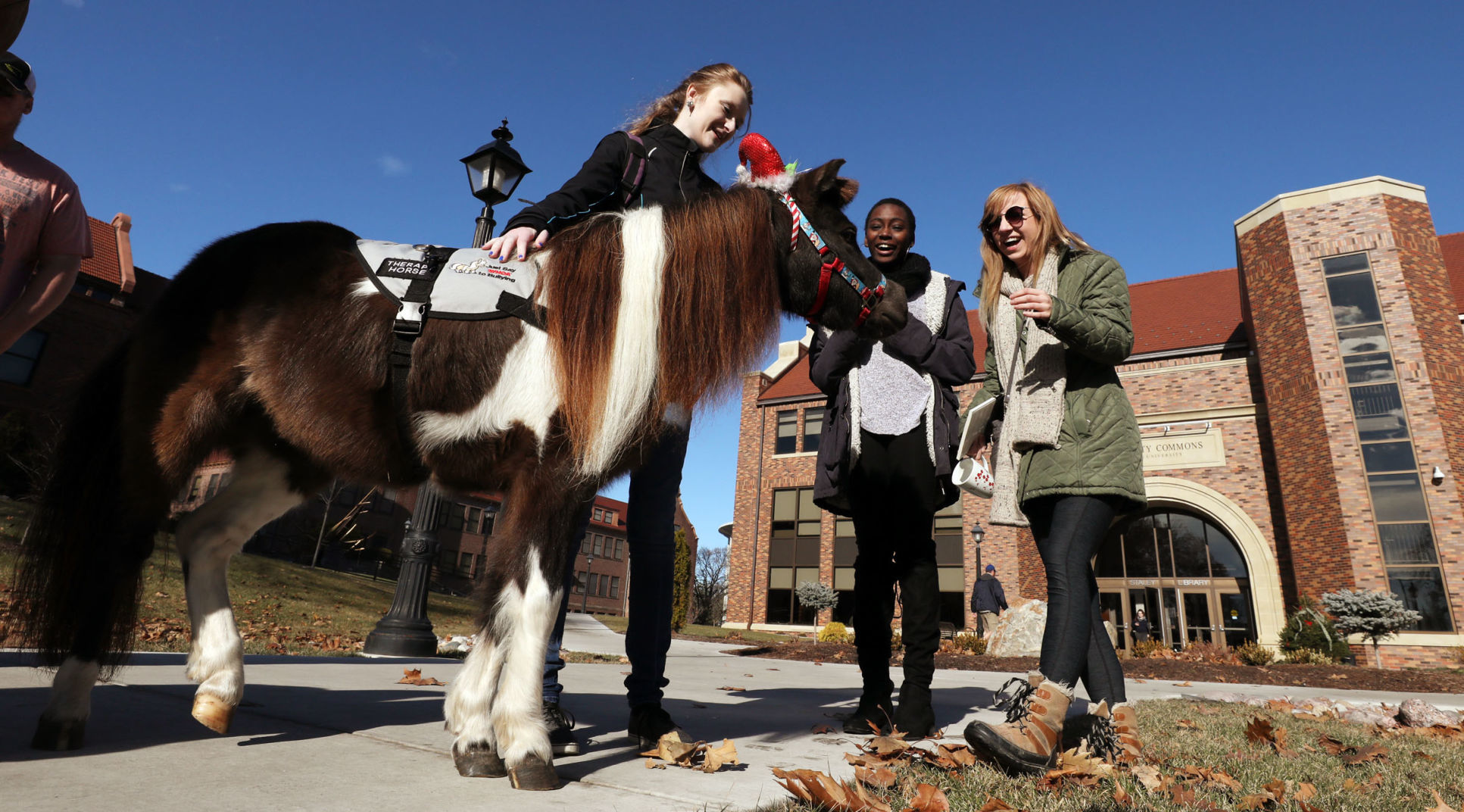 mini therapy horses 15 12.12.18.jpg